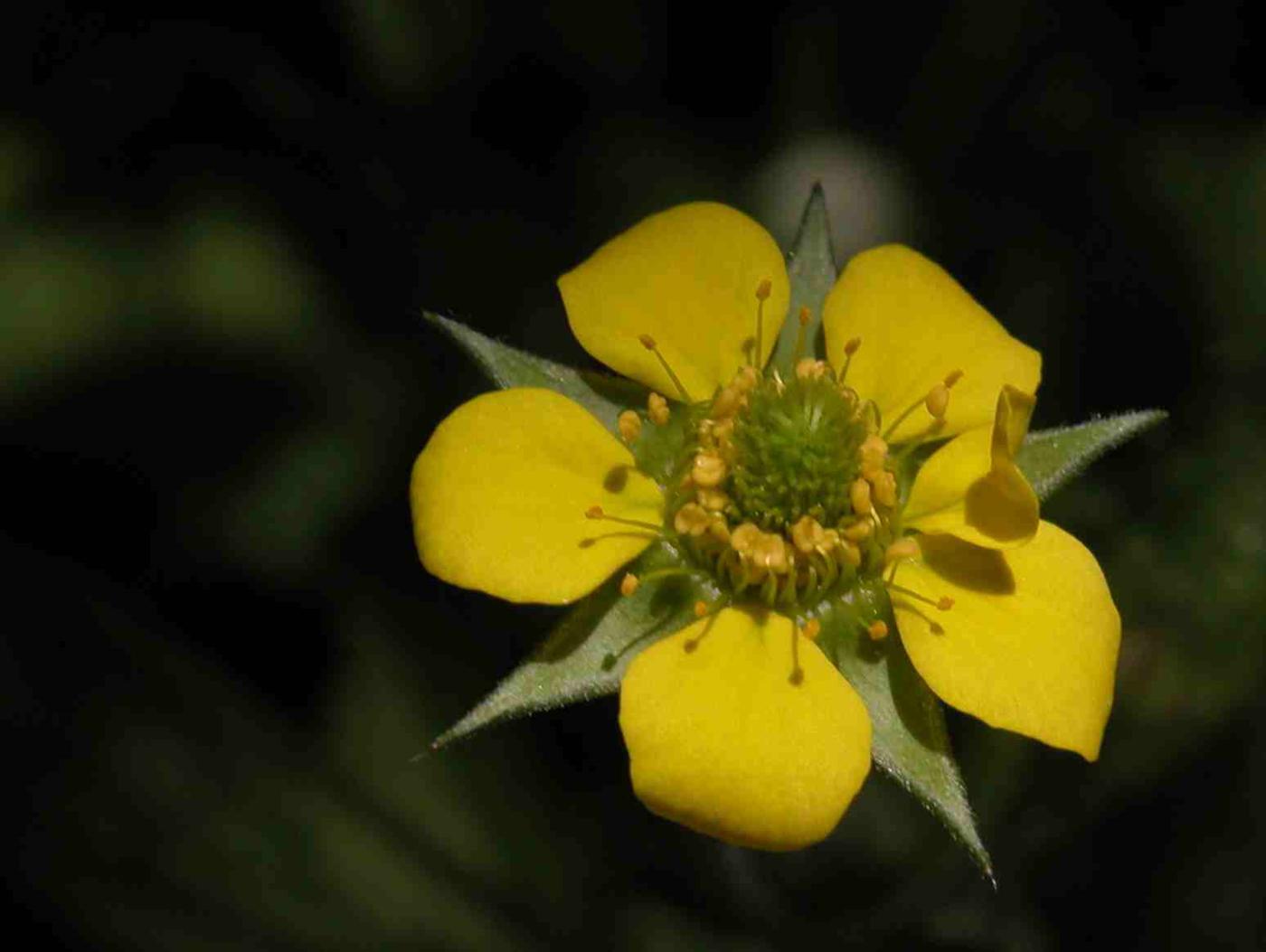 Avens, Wood flower